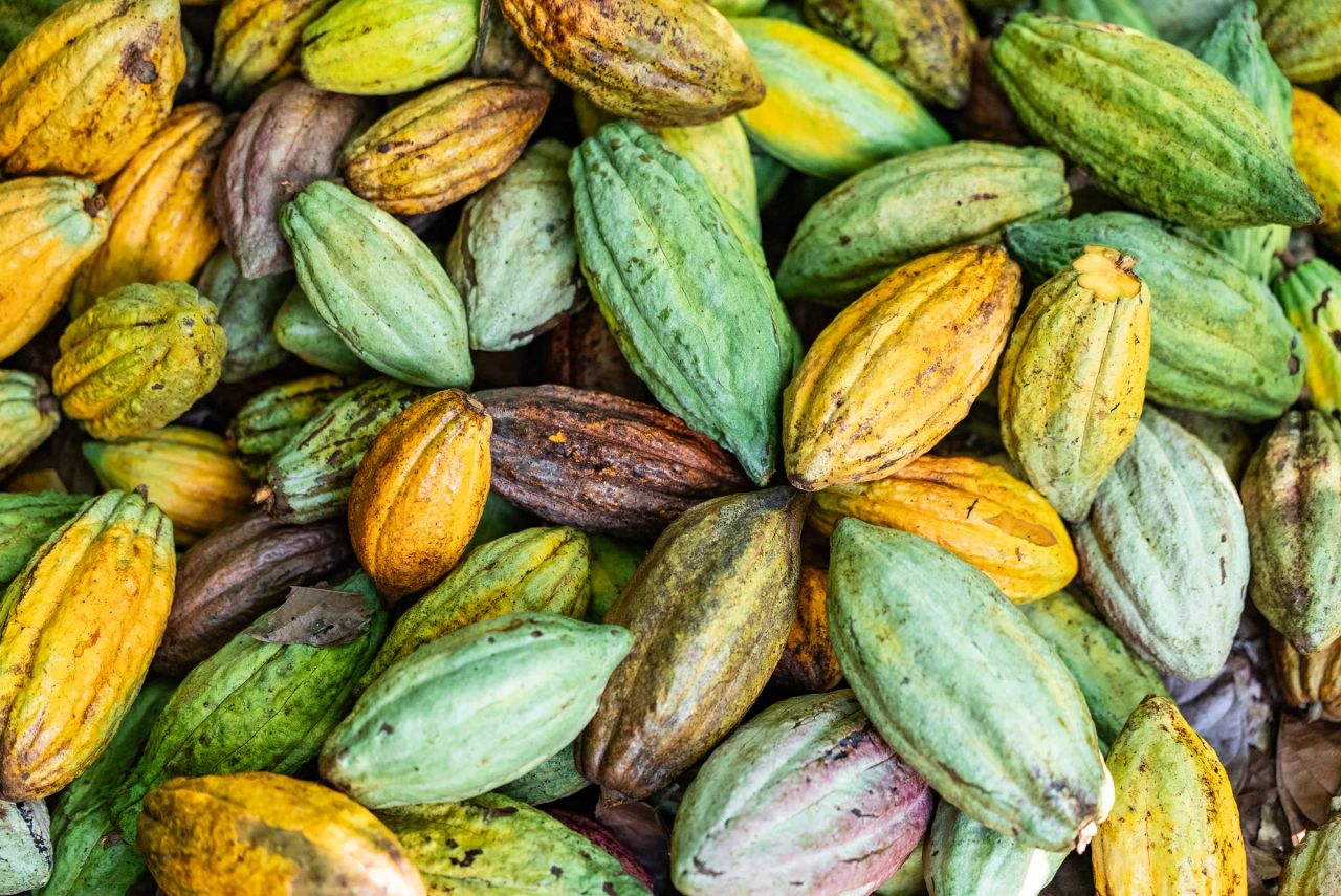 Grüne, gelbe und violette Kakaofrüchte auf einer Kakaoplantage in Guatemala